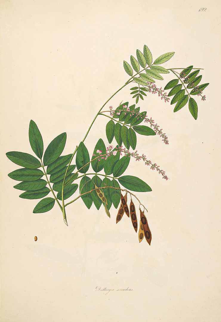 Derris scandens