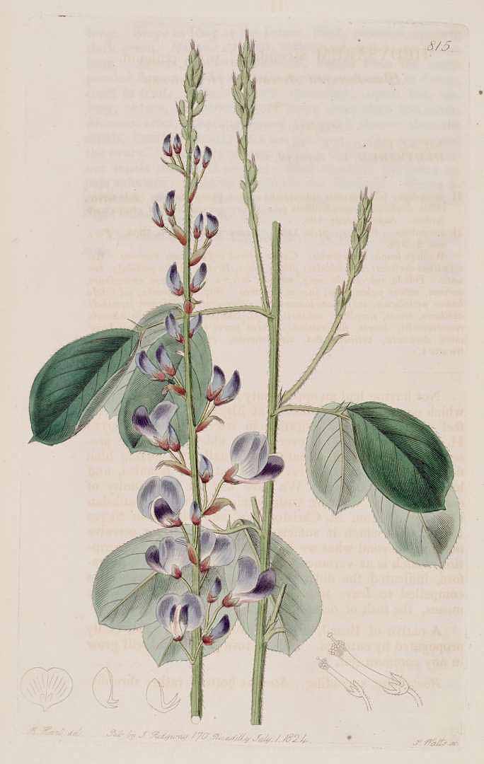 Desmodium adscendens