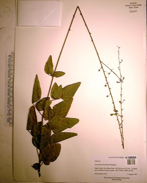 Desmodium floridanum