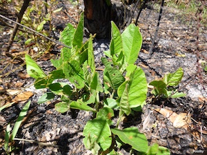 Desmodium floridanum