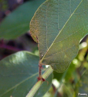 Desmodium floridanum