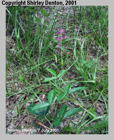 Desmodium mauritianum