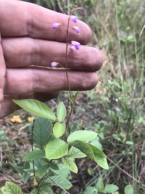 Desmodium incanum