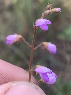 Desmodium incanum