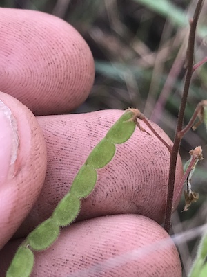 Desmodium incanum