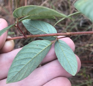 Desmodium incanum