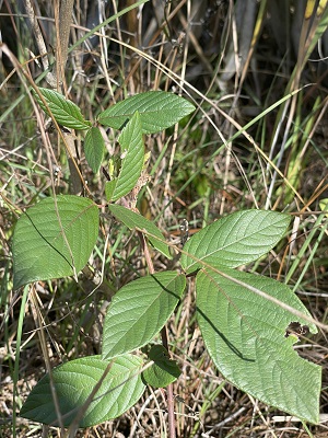 Desmodium incanum