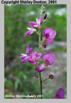 Desmodium mauritianum