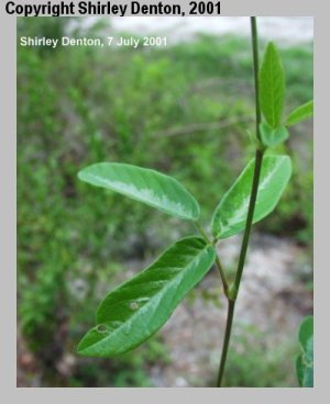 Desmodium mauritianum