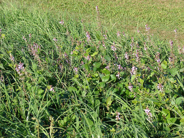 Desmodium intortum