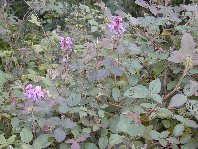 Desmodium intortum