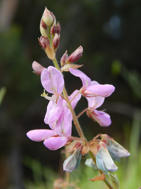 Desmodium intortum