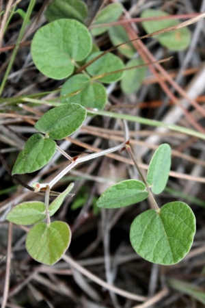 Desmodium lineatum