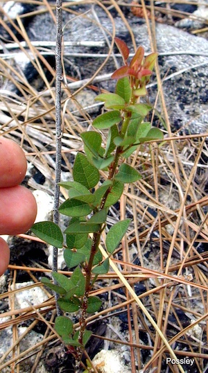 Desmodium marilandicum
