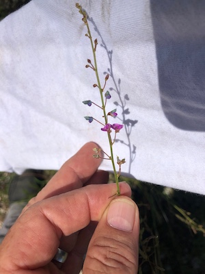 Desmodium marilandicum
