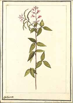 Desmodium procumbens