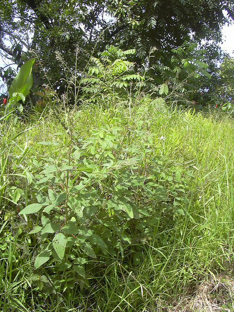 Desmodium tortuosum