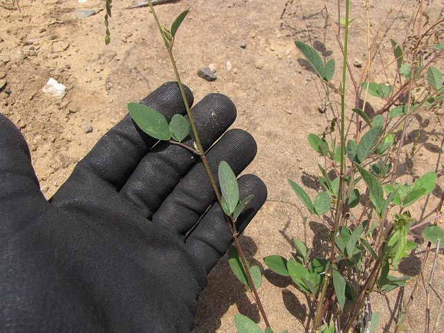 Desmodium tortuosum