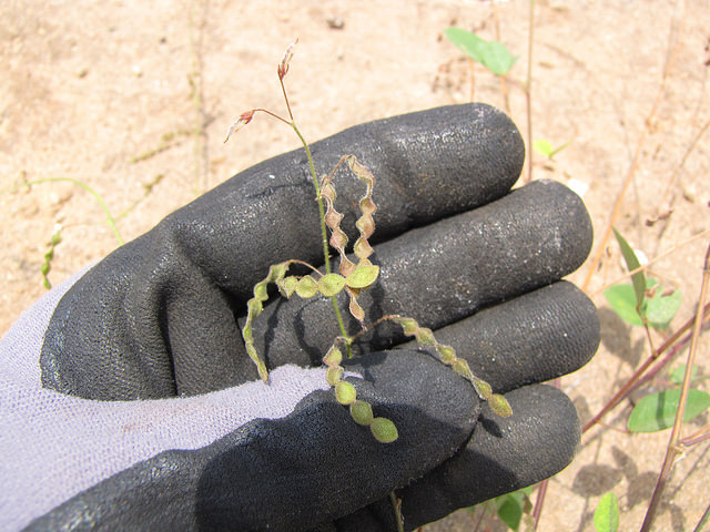 Desmodium tortuosum