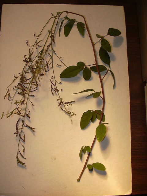 Desmodium tortuosum