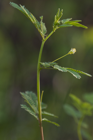 Desmanthus virgatus