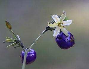 Dianella ensifolia