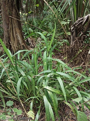 Dianella ensifolia