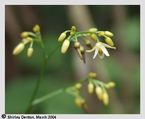 Dianella ensifolia