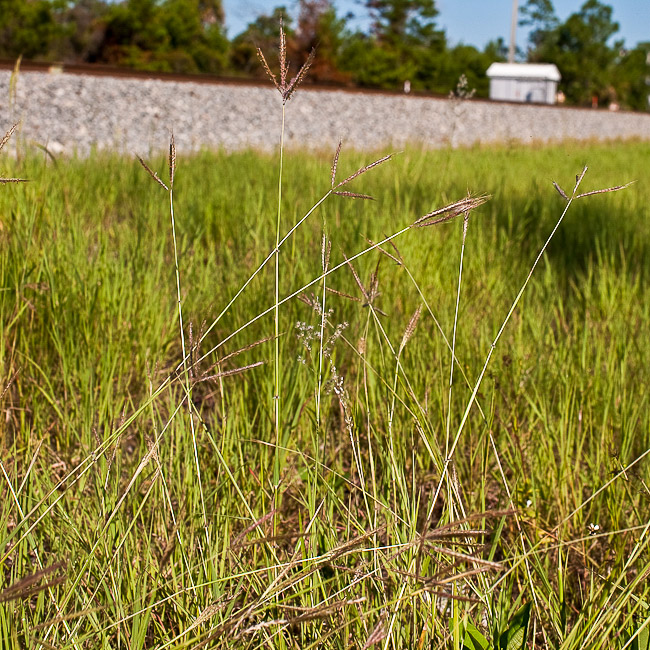 Dichanthium aristatum