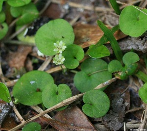 Dichondra carolinensis