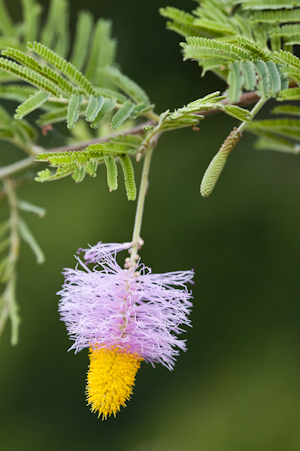 Dichrostachys cinerea