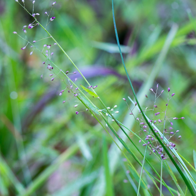 Dichanthelium ensifolium