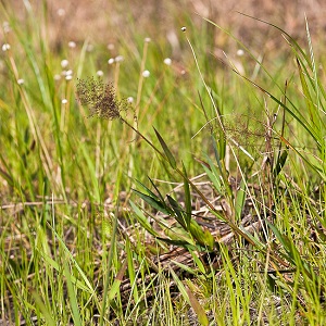 Dichanthelium erectifolium