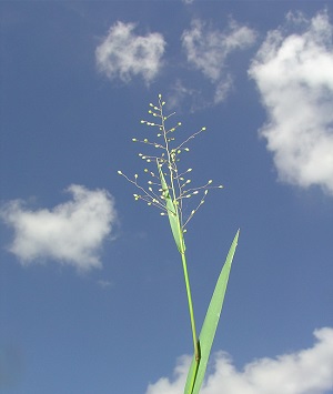 Dichanthelium erectifolium