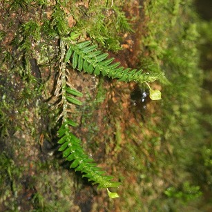 Dichaea hystricina