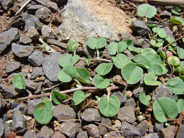 Dichondra micrantha