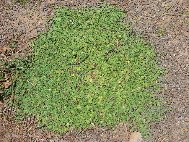 Dichondra micrantha