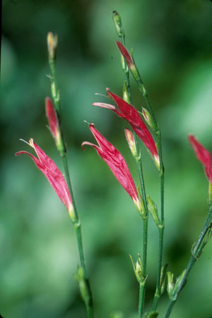 Dicliptera sexangularis