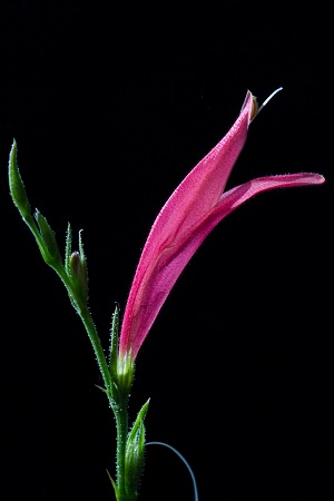 Dicliptera sexangularis