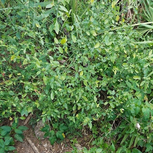 Dicliptera sexangularis