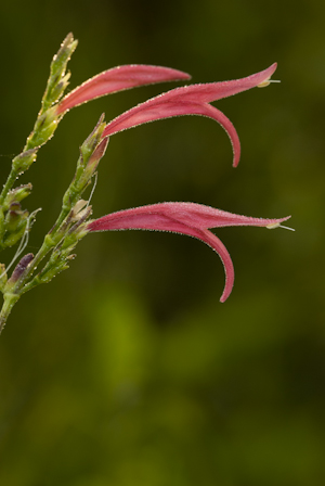 Dicliptera sexangularis