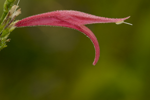 Dicliptera sexangularis