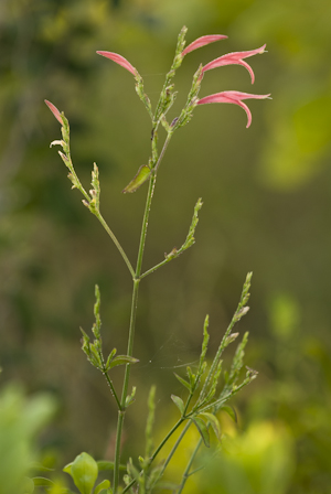 Dicliptera sexangularis