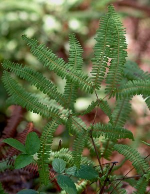 Dicranopteris flexuosa