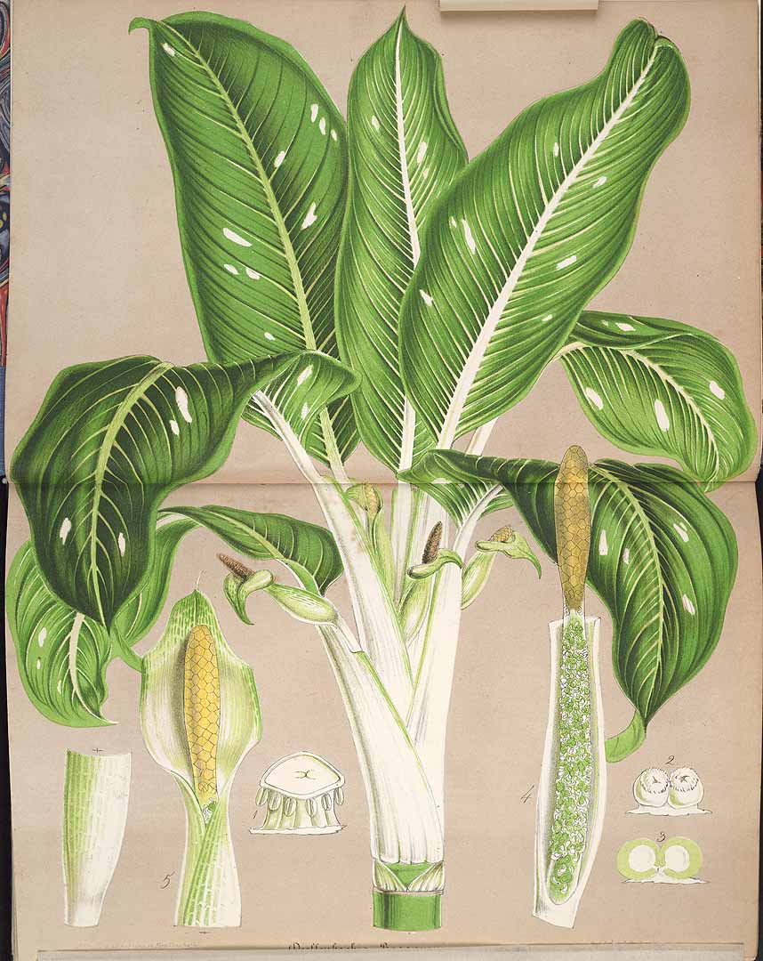 Dieffenbachia seguine