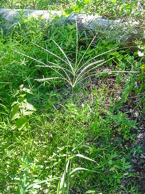 Digitaria bicornis