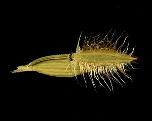 Digitaria bicornis