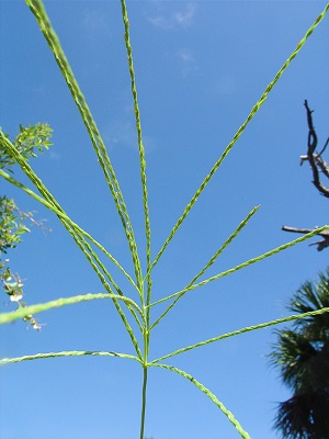 Digitaria bicornis