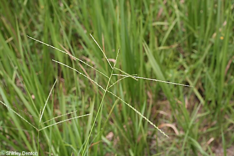 Digitaria ciliaris