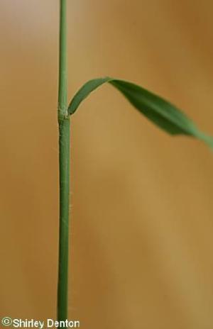 Digitaria ciliaris